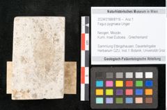 Foto (Objekt + Etikett) von Fagus pygmaea Unger (NHMW-GEO-2024-0188-8116)